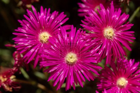 Nahaufnahme der schönen leuchtend rosafarbenen Blüten der Sukkulente Creeping Redflush oder Rosy Dewplant, wissenschaftlicher Name Lampranthus multiradiatus, Rayito de sol in Israel.