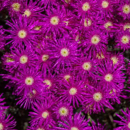 Nahaufnahme der schönen leuchtend fuchsiafarbenen Blüten der Sukkulente Creeping Redflush oder Rosy Dewplant, wissenschaftlicher Name Lampranthus multiradiatus, Rayito de sol in Israel.
