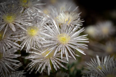 Nahaufnahme der schönen weißen Blüten der Sukkulente Creeping Redflush oder Rosy Dewplant, wissenschaftlicher Name Lampranthus multiradiatus, Rayito de sol in Israel.