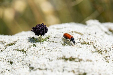 Nahaufnahme eines orangefarbenen und schwarzen Ccomb Clawed Beetle wissenschaftlicher Name Alleculinae auf einer Königin-Anne-Spitzenblume im Norden Israels. 