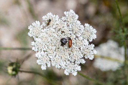 An orange and black Ccomb Clawed Beetle scientific name Alleculinae on a Queen Anne's Lace flower in northern Israel. 