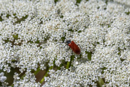 Nahaufnahme eines orangefarbenen und schwarzen Ccomb Clawed Beetle wissenschaftlicher Name Alleculinae auf einer Königin-Anne-Spitzenblume im Norden Israels. 