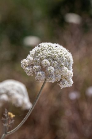 Queen Anne's lace which grows wild throughout the countryside in Israel.