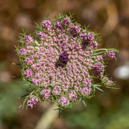 The pink buds of Queen Anne's lace which grows wild throughout the countryside in Israel