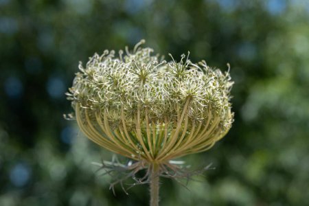 The closing up of Queen Anne's Lace which grows wild throughout the countryside in Israel.