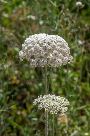 Queen Anne's lace which grows wild throughout the countryside in Israel.