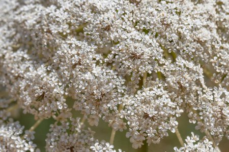 Close up of Queen Anne's lace which grows wild throughout the countryside in Israel.