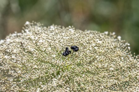 Most of the petals have fallen off of Queen Anne's Lace which grows wild throughout the countryside in Israel.