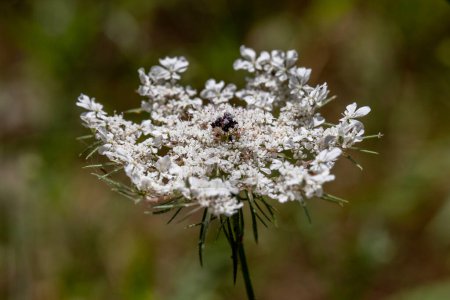 Queen Anne's Lace which grows wild throughout the countryside in Israel.