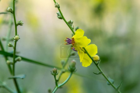 Nahaufnahme der schönen, zarten, gelben Blüten des Wavyleaf mullien wissenschaftlichen Namens Verbascum sinuatum im Norden Israels.