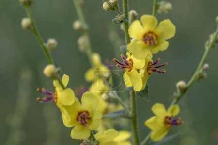 Primer plano de las hermosas y delicadas flores amarillas del mullien de hoja de onda nombre científico Verbascum sinuatum en el norte de Israel.