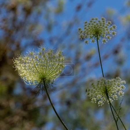 View from below of Queen Anne's Lace also known as Cow Parsley or Wild Chervil scientific name Anthriscus lamprocarpus which grows wild throughout the countryside in Israel.Square format.