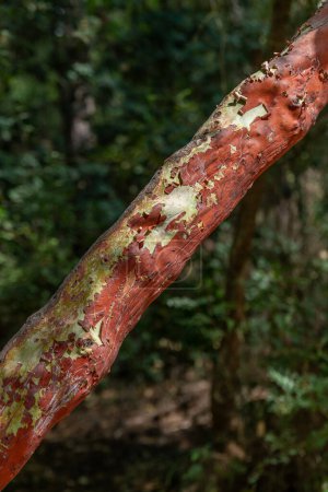 Close up of the interesting red and green branch of the Strawberry Tree scientific name Arbutus andrachne tree in Nahal Hashofet Park in Ramat Menashe Forest area in Israel.  