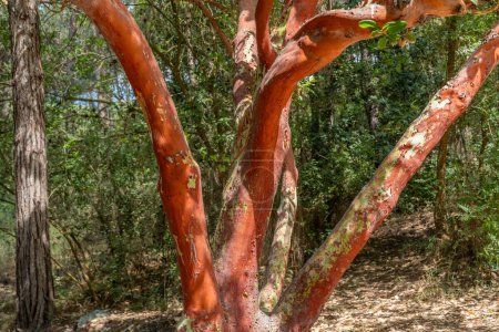 The interesting red and green branches of the Strawberry Tree scientific name Arbutus andrachne tree in Nahal Hashofet Park in Ramat Menashe Forest area in Israel.  