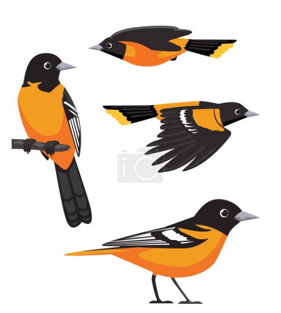 Illustration for Cute Bird Baltimore Oriole Cartoon Vector - Royalty Free Image