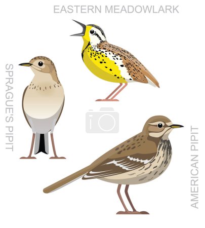 Illustration for Cute Bird American Pipit Set Cartoon Vector - Royalty Free Image