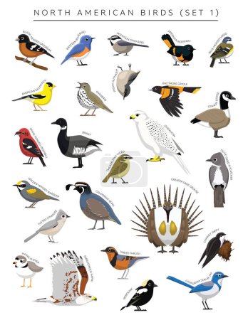 Téléchargez les illustrations : North American Birds Set Cartoon Vector Character 1 - en licence libre de droit
