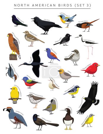 Téléchargez les illustrations : North American Birds Set Cartoon Vector Character 3 - en licence libre de droit