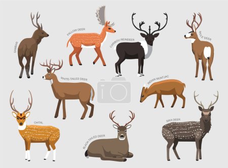 Illustration for Various Deer Breeds With Names Set Various Kind Identify Cartoon Vector - Royalty Free Image