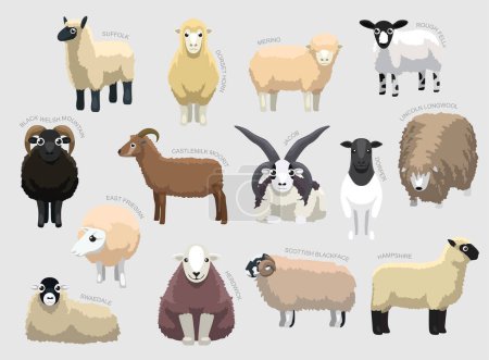 Illustration for Various Sheep Breeds With Names Set Various Kind Identify Cartoon Vector - Royalty Free Image