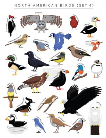 Ilustración de North American Birds Set Cartoon Vector Character 4 - Imagen libre de derechos