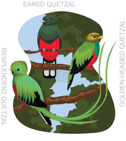 Illustration for Cute Bird Quetzal Set Cartoon Vector - Royalty Free Image