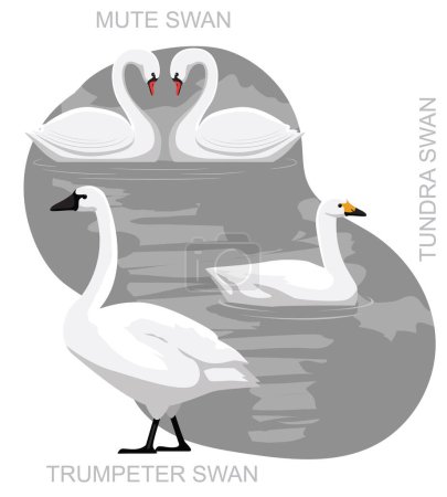 Illustration for Cute US Swan Set Cartoon Vector - Royalty Free Image