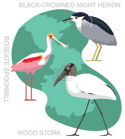 Illustration for Cute Bird Wood Stork Night Heron Set Cartoon Vector - Royalty Free Image