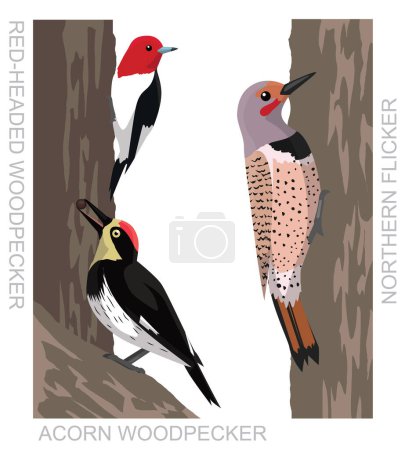 Téléchargez les illustrations : Cute Bird Acorn Woodpecker Set Cartoon Vector - en licence libre de droit