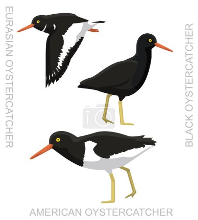 Cute Bird Oystercatcher Set Cartoon Vector