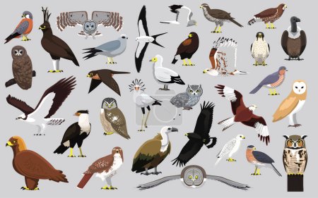 Téléchargez les photos : Animaux Oiseau de proie Aigle Buse Cerf-volant Faucon Hibou Vautour Personnages Cartoon Vector - en image libre de droit