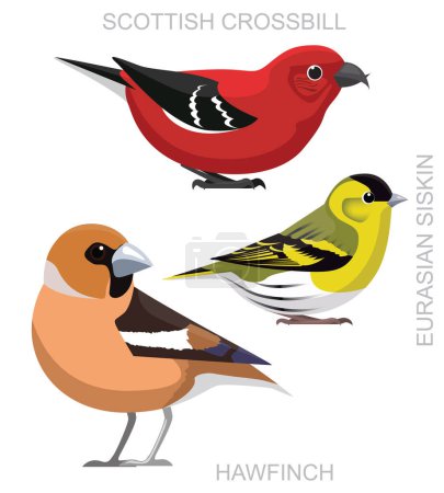 Illustration for Cute Bird Hawfinch Scottish Crossbill Eurasian Siskin Set Cartoon Vector - Royalty Free Image