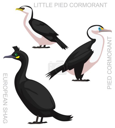 Illustration for Cute Bird Shag Pied Cormorant Set Cartoon Vector - Royalty Free Image