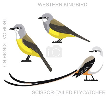 Cute Bird Kingbird Flycatcher Set Cartoon Vector