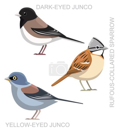 Cute Bird Sparrow Junco Set Cartoon Vector