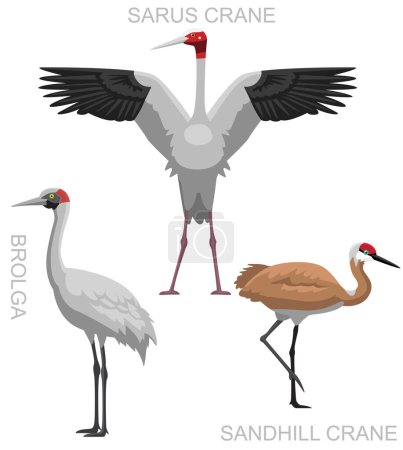 Illustration for Cute Bird Brolga Sarus Crane Sandhill Set Cartoon Vector - Royalty Free Image