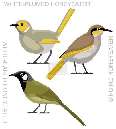 Illustration for Cute Bird Honeyeater Set Cartoon Vector - Royalty Free Image