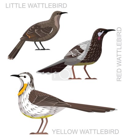Ilustración de Cute Bird Wattlebird Set Vector de dibujos animados - Imagen libre de derechos