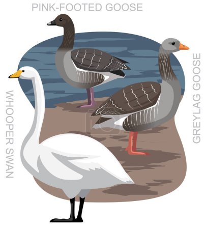 Illustration for Cute Bird Whooper Swan Greylag Goose Set Cartoon Vector - Royalty Free Image