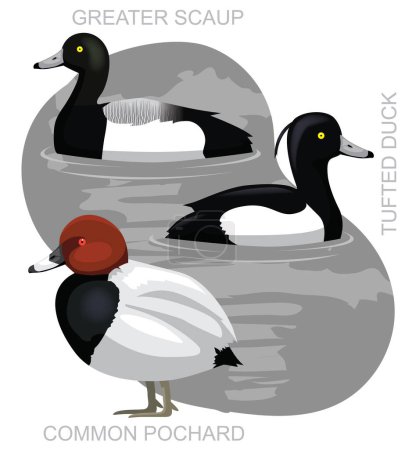 Téléchargez les illustrations : Cute Bird Duck Pochard Scaup Set vecteur de bande dessinée - en licence libre de droit