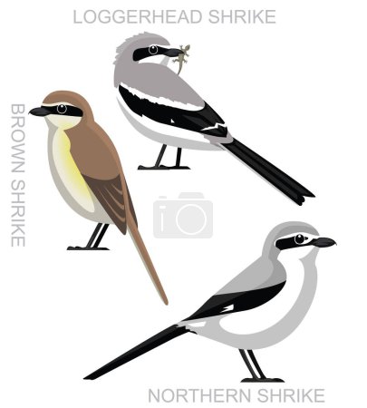 Ilustración de Lindo pájaro US Shrike Set Vector de dibujos animados - Imagen libre de derechos