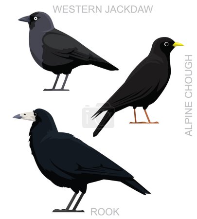 Ilustración de Cute Bird Rook Jackdaw Chough Crow Set Vector de dibujos animados - Imagen libre de derechos