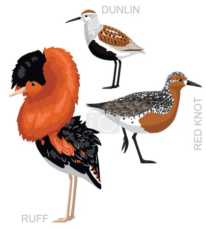 Illustration for Cute Ruff Red Knot Dunlin Sandpiper Set Cartoon Vector - Royalty Free Image