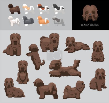 Illustration for Dog Havanese Brown Coat Cartoon Vector Illustration Color Variation Set - Royalty Free Image
