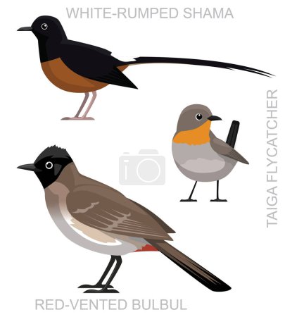 Illustration for Cute Bird Bulbul Shama Flycatcher Set Cartoon Vector - Royalty Free Image