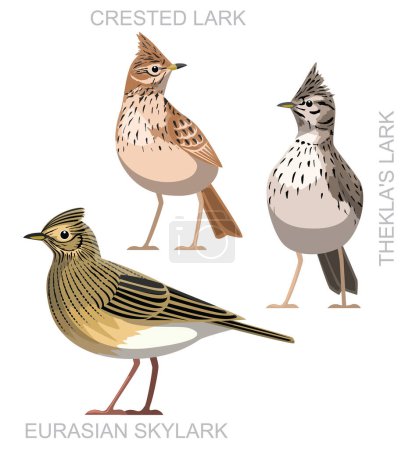 Illustration for Cute Bird Eurasian Skylark Lark Set Cartoon Vector - Royalty Free Image