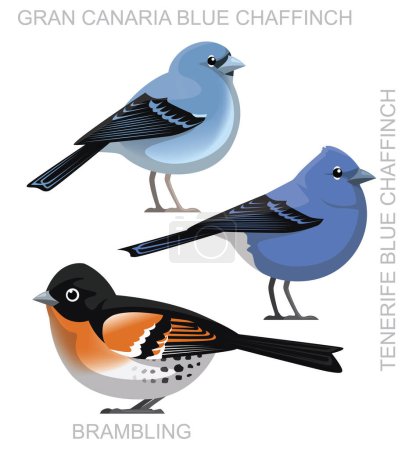 Ilustración de Lindo pájaro zarandeando azul jilguero conjunto de dibujos animados Vector - Imagen libre de derechos