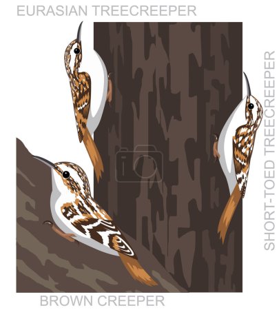 Illustration for Cute Bird Treecreeper Creeper Set Cartoon Vector - Royalty Free Image