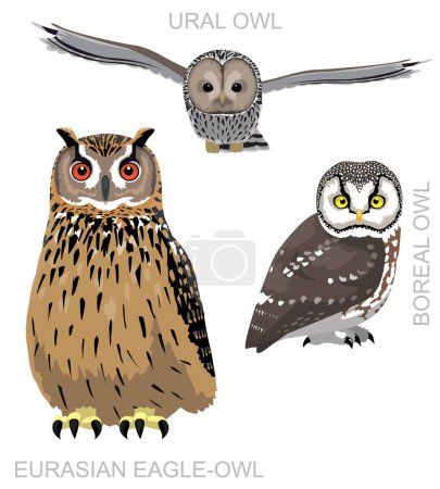 Téléchargez les illustrations : Chouette oiseau mignon Eurasian Eagle-Owl Set vecteur de bande dessinée - en licence libre de droit