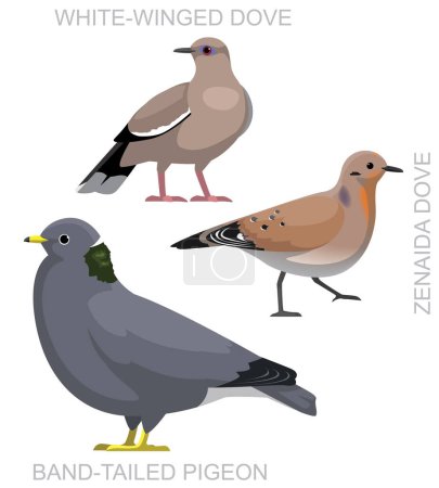 Téléchargez les illustrations : Mignon oiseau Zenaida colombe Pigeon Set vecteur de bande dessinée - en licence libre de droit
